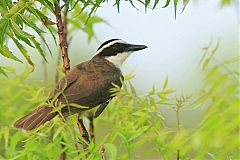 Great Kiskadee